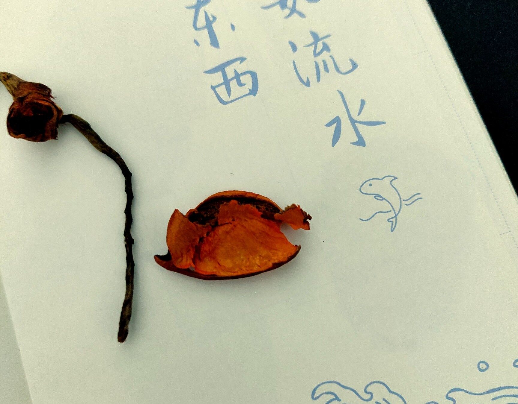 任意本买家秀(11月6日)