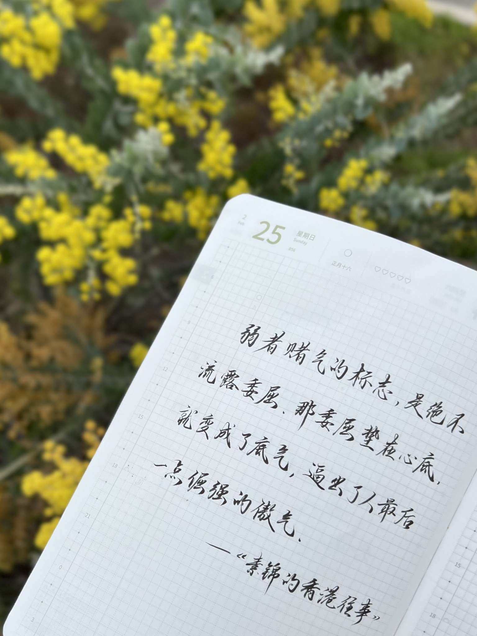 自在手帐2024年2月25日