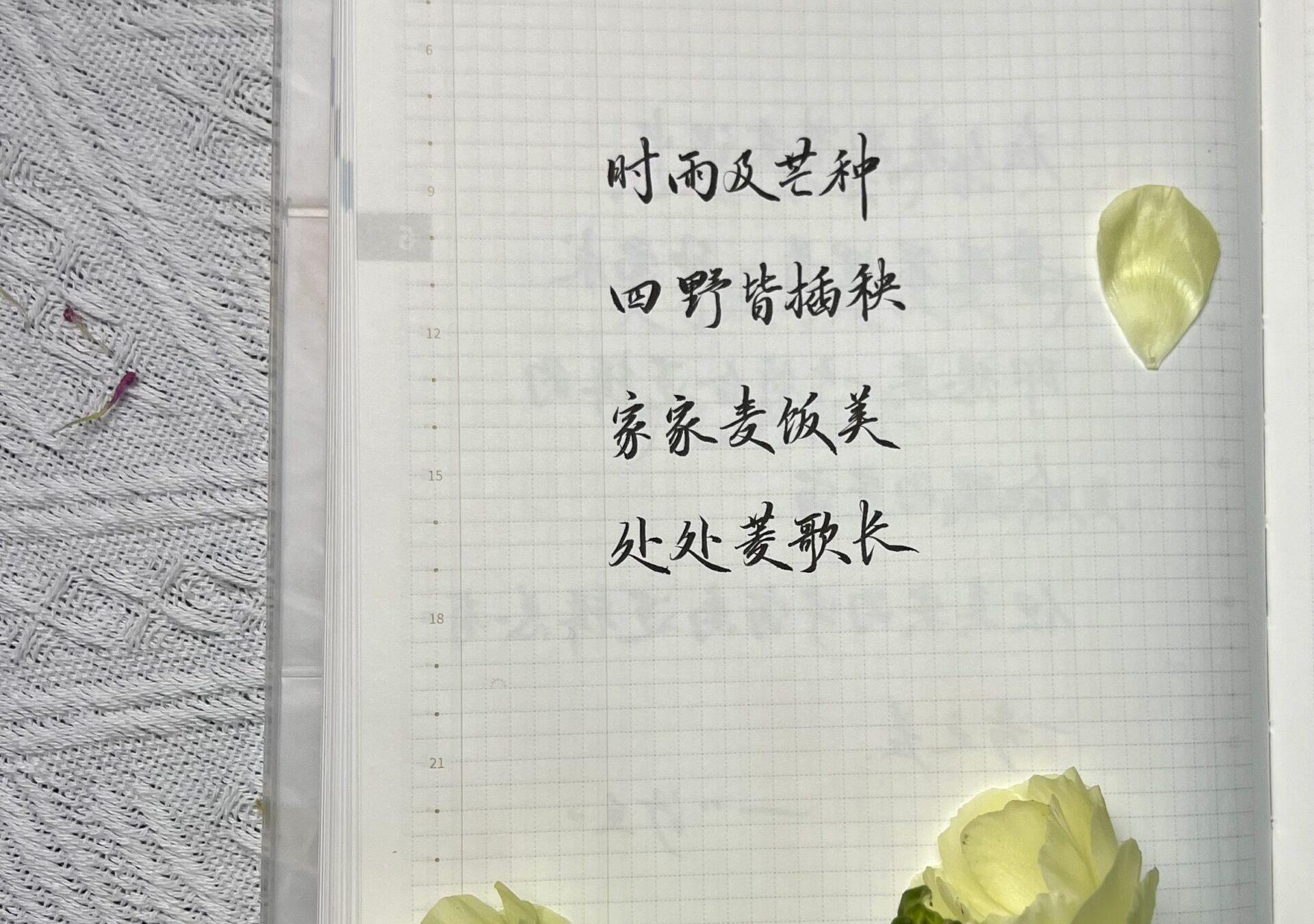 芒种|二十四节气|甲辰年