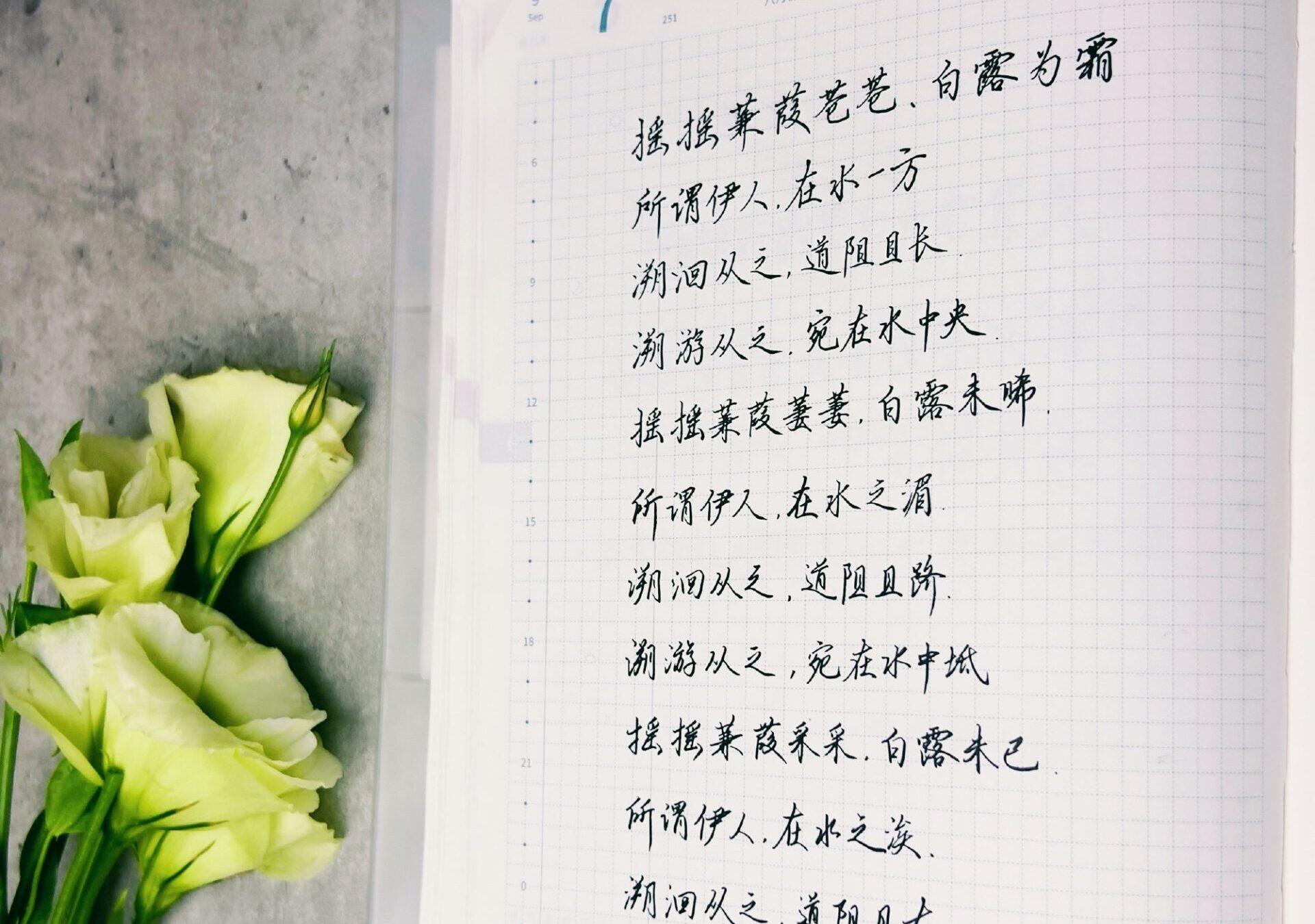 白露|二十四节气|甲辰年